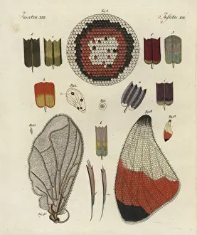 Schmetterlingsflügel mit Struktur, Skelett und Skalen