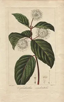 Stipple Copperplate Art Drucke: Buttonbush, Cephalanthus occidentalis