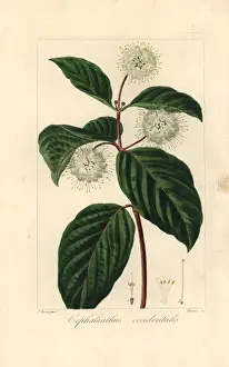 Drucke von Buttonbush (Cephalanthus occidentalis), natürlich Nordamerika heimisch Pancrace Bessa Drucke: Butterblume, Cephalanthus occidentalis, ursprünglich