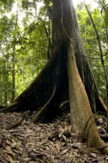Danum Valley Conservation Area Drucke: A buttressed tree trunk - in primary rainforest