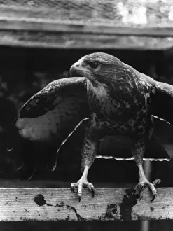 Vintage Bird Images Drucke: BUZZARD