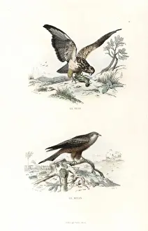 Bird Of Prey Illustrations Drucke: Buzzard and red kite
