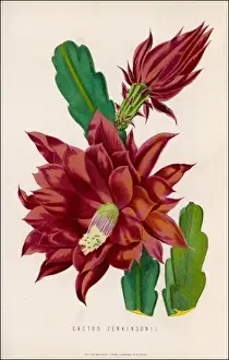 Desert Flora Images Drucke: Cactus Jenkinsonii