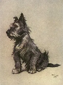 Drucke von Ein Schottischer Terrier, sitzend; Datum: 1928 Terrier Drucke: Kurzhaarter Rennhund