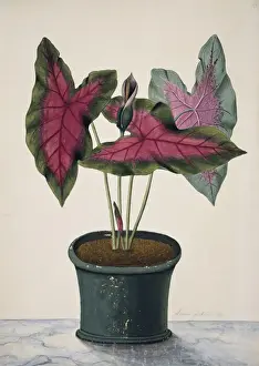 Monocotyledonous Plants Drucke: Caladium bicolor, caladium