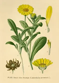 Homeopathic Remedies List Drucke: Calendula Arvensis