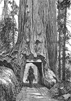 Tunnel Drucke: Kalifornischer Tannenbaum aus dem Jahr 1888