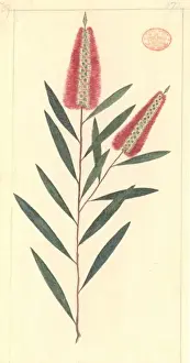 Angiosperm Botanical Art Drucke: Callistemon linearifolius, bottlebrush
