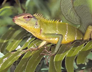 Agamas Drucke: Kalote Kalot, Agamenischildkröte