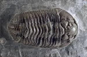 Kalymen, Trilobit