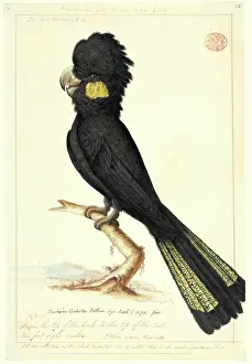 Drucke von Wasserfarben 137 von Thomas Watling aus der Sammlung des Werks mit dem Titel Banksian Cockatoo, Originalname Kar Ratt Aquarellbilder Drucke: Kalyptornis funereus, Gelbe Schwanzschwarzkakao