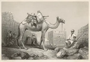 Camel Photography Drucke: Camel (Bartlett)