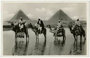 Cairo Pyramids Drucke: Camel and Pyramids in Cairo, Egypt