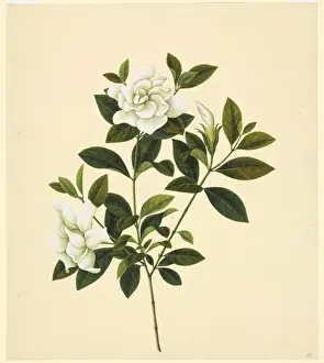 Angiosperm Illustrations Online Drucke: Camelia cv