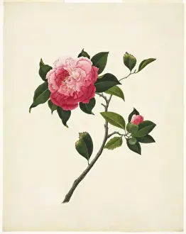 John Reeves Collection Drucke: Camelia sp. camelia