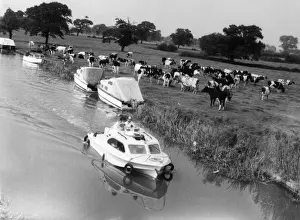Shropshire Union Canal Drucke: Canal & Cattle