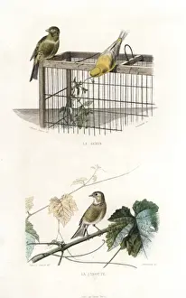 Handcolored Prints Online Drucke: Canary and linnet