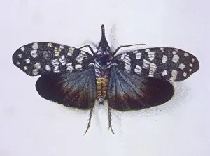 KERZENFLUG