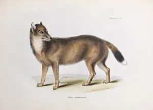 Drucke von Illustration (Platte 4) aus Charls Darwin's Zoologie der Reise um die Beagle, Mammalia Teil II Nummer 1 von Charles Robert Darwin veröffentlicht im Jahr 1839 Falklandwolf Drucke: Kaninchen des Antarktiks