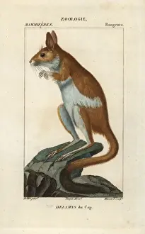 Historical Zoology Prints Drucke: Cape springhare, Pedetes capensis