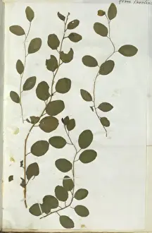 Green Flowering Plants Drucke: Capparis spinosa, caper
