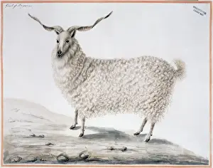 Ziege (Hirsch-Ziege)