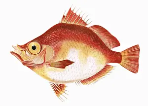 Natural History Fishes Drucke: Capros aper, or Boarfish