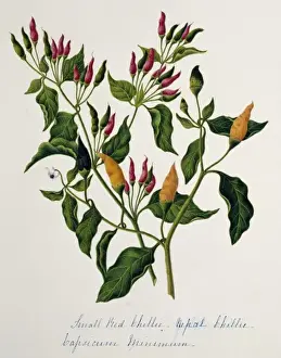 Solanaceae Flowering Plants Drucke: Capsicum minimum, chillies