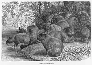 Verwandte Bilder Drucke: CAPYBARAS