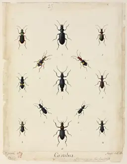 Historical Insect Prints Online Drucke: Carabus sp. beetles