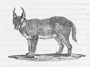 Karakala (Beckwick)