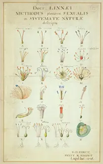 Drucke von Farbholzillustration von Georg Ehret zum sexuellen System von Karl Linné für die Klassifizierung der Pflanzen aus dem Systema Naturae, veröffentlicht im Jahr 1736 E Drucke: Karls von Linnés Systema Naturae (1736)
