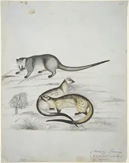 Carnivorous Mammals Asia Drucke: Carnivora (order), carnivore