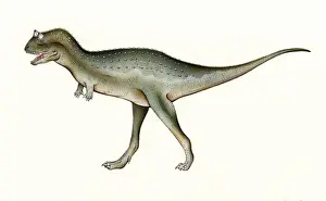 Carnivorous Dinosaurs Drucke: Carnotaurus
