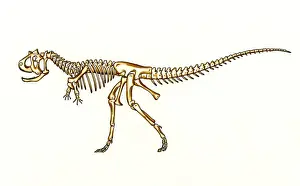Knochen des Carnotaurus