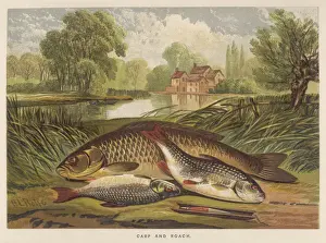 Ein Karp und eine Rattenkäferin