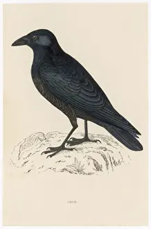 Drucke von Karrionskrähe (Corvus corone) William Morris Drucke: Korvenraubmann (Morris)