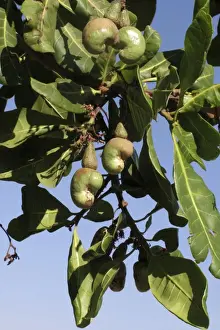 Drucke von Kaschuwachteln auf dem Baum (Anacardium occidentale), Mosambik Verwandte Bilder Drucke: Kaschuwachteln auf dem Baum