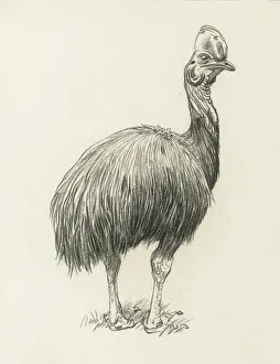 Raymond Sheppard Prints Drucke: Cassowary