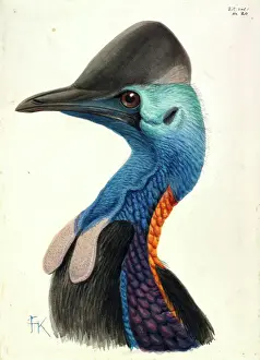 Drucke von Illumination einer Kassawarienkopfzeichnung von John Keulemans (1842-1912) Kasuare Drucke: Kakadu- Kopf