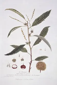 Fagaceae Family Drucke: Castanea, chestnut