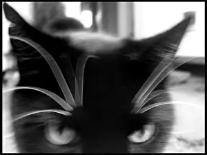 Domestic Cats Drucke: Cat close up