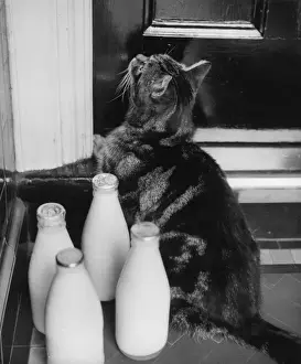 Unusual Pet Friends Drucke: Cat on doorstep with four pints of milk