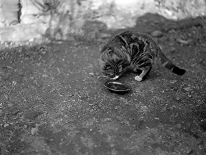 Historical Animal Prints Online Drucke: A Cat Drinking