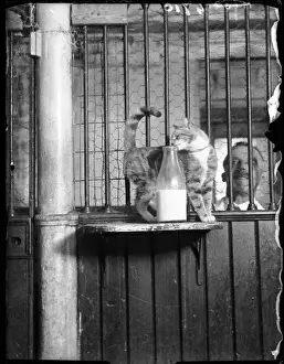 Katze Trinkt Milch