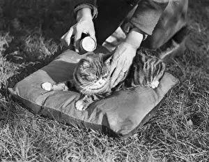Drucke von Ein unschuldiger Katze wird gestreichelt und beruhigt, um einen falschen Eindruck von Sicherheit auf einem Kissen zu erzeugen, bevor sie mit Fliegenstaub übergossen wird Katzenfloh Drucke: Katzenfliegenpulver