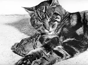 Retro Animal Images Drucke: Cat and Frog