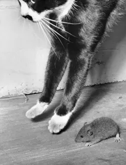 Vintage Cat Photography Drucke: Cat and mouse