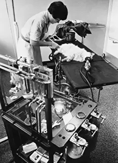 Veterinary Care For Cats Drucke: Cat on Operating Table