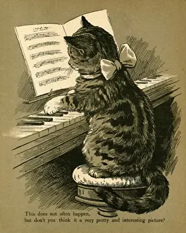 Katze spielt Klavier